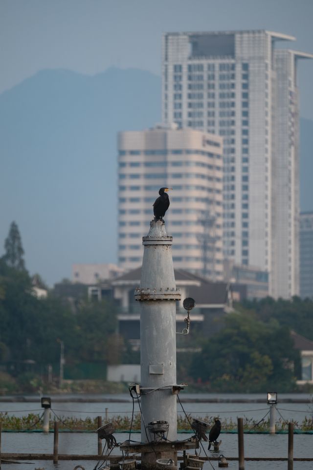 鸟儿站在塔上